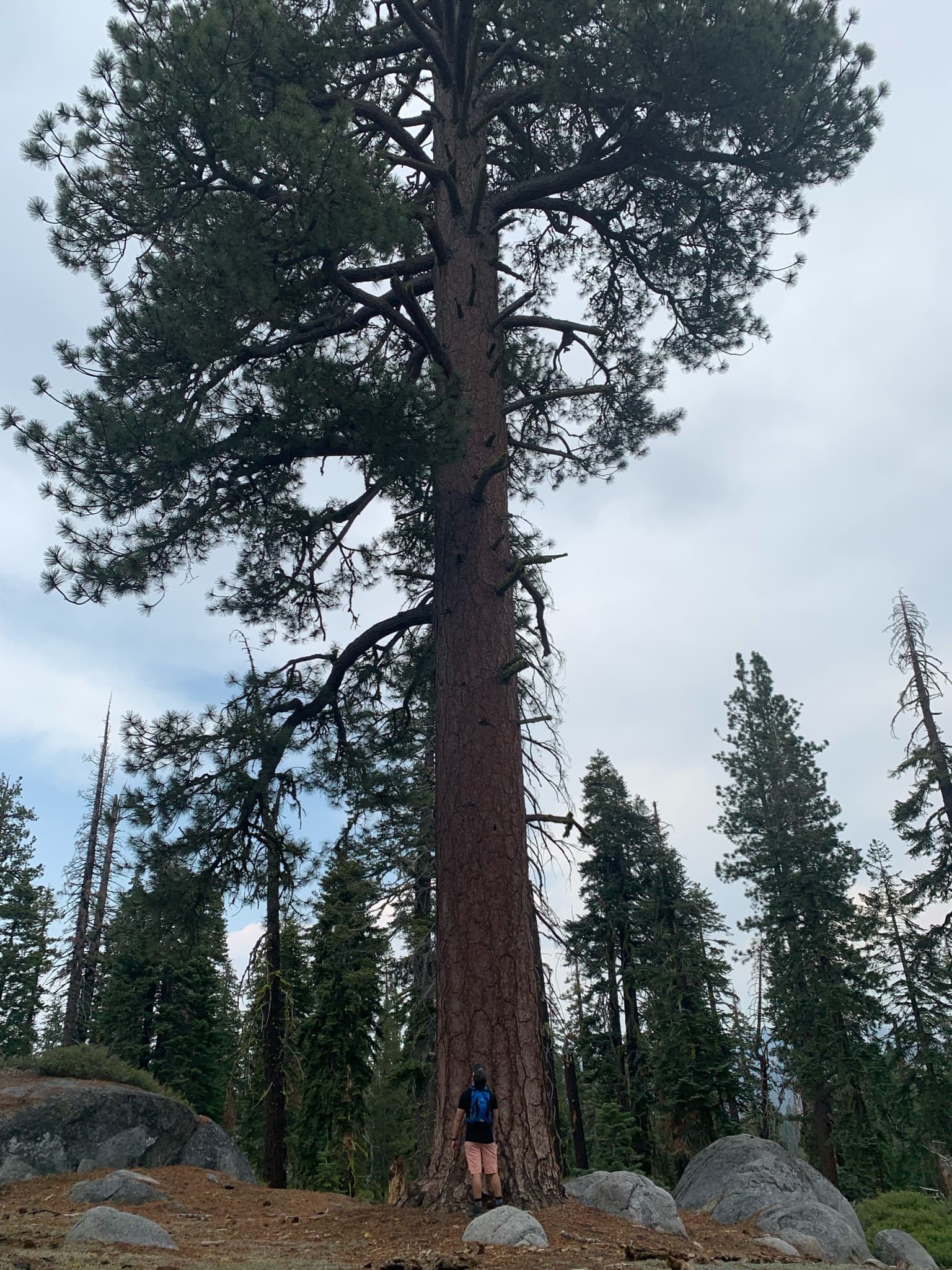 Red woods in Yosemite