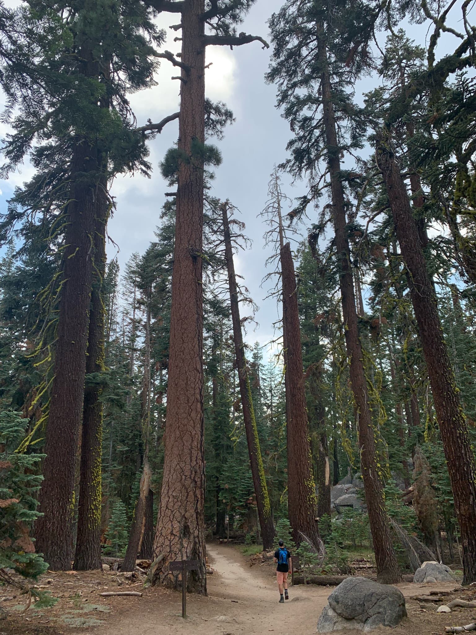 Red woods in Yosemite