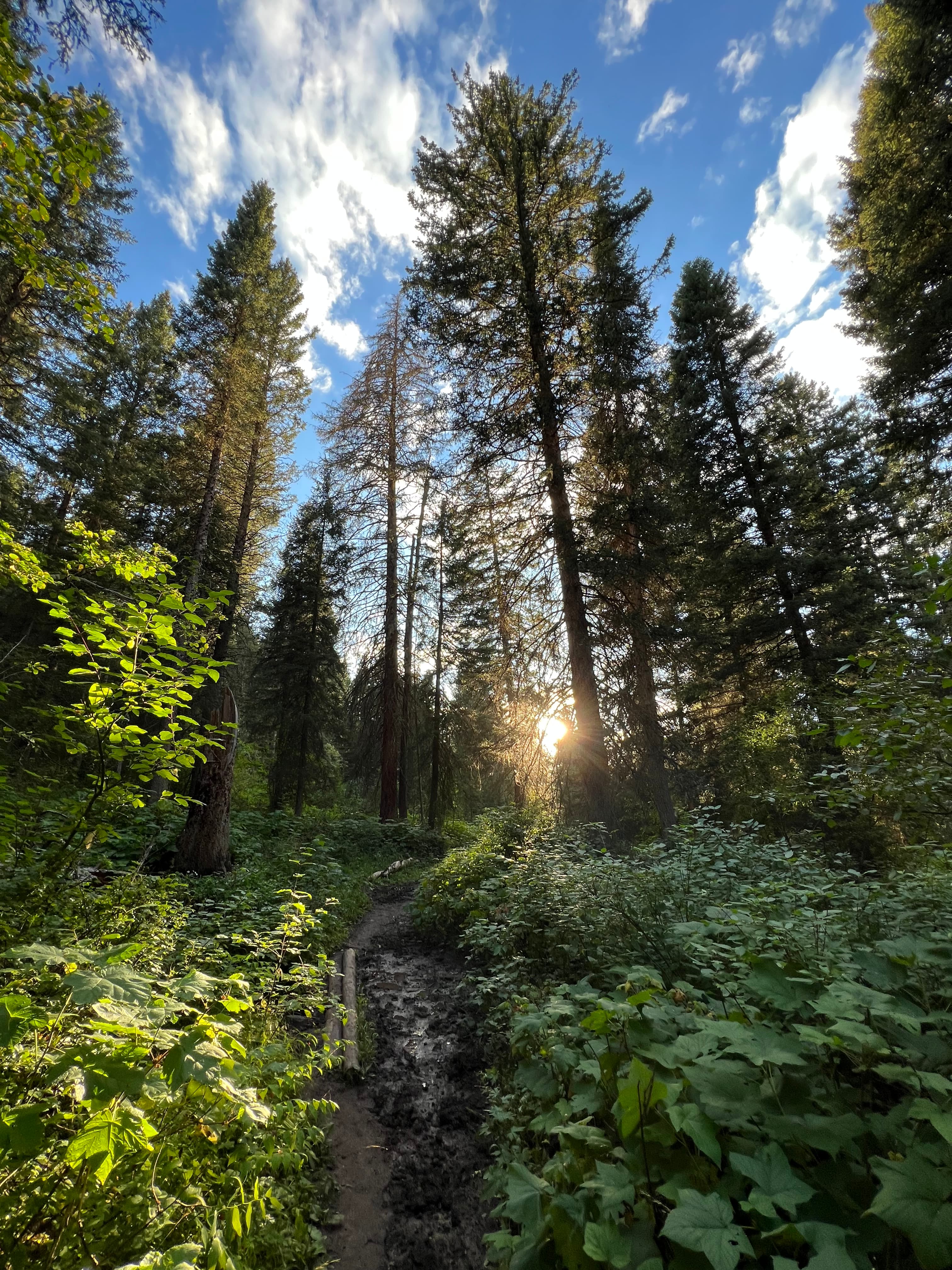 Trail walking in Idaho