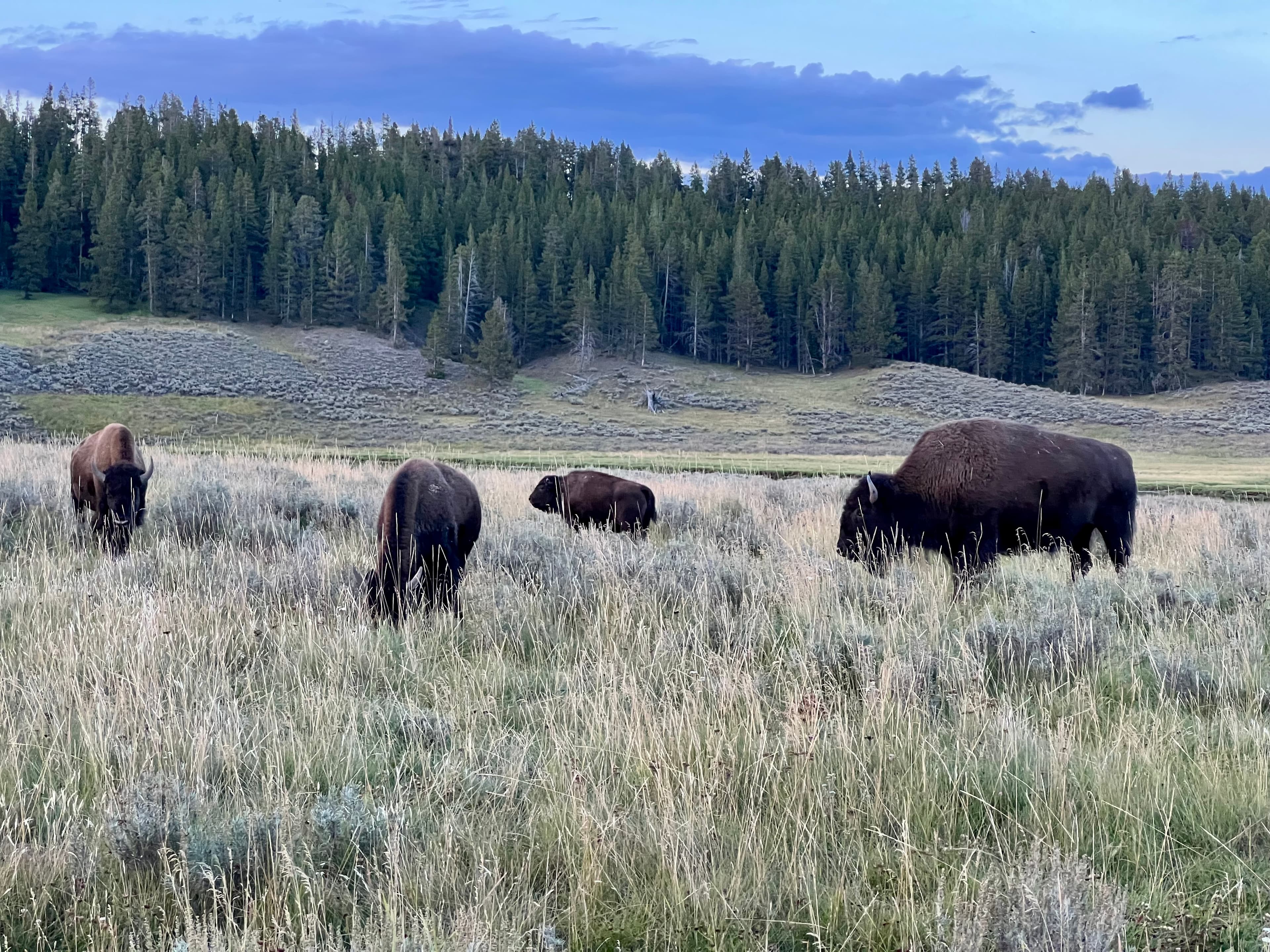 Yellowstone National Park, Wyoming